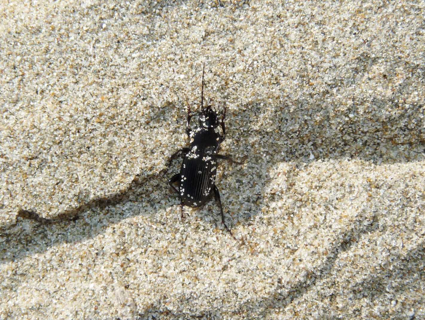 Carabetto di spiaggia (Platysma?)